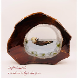 一つ限りの流木アート 海に浮かぶラッコ ジオラマ 流木 フィギュア 置物 インテリア レジン テラリウム 生き物 N8 1枚目の画像