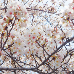 「ゆらり 桜」イヤリング/ピアス【春季限定】 10枚目の画像