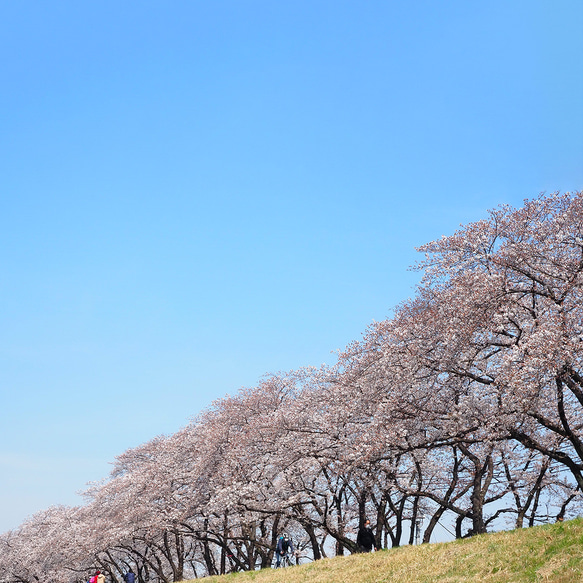 「ゆらり 桜」イヤリング/ピアス【春季限定】 9枚目の画像