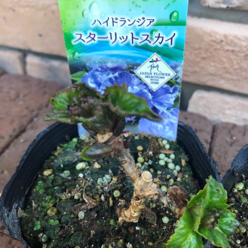 花苗＊ハイドランジア「スターリットスカイ」最新画像更新 開花