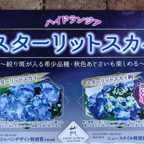 花苗＊ハイドランジア「スターリットスカイ」最新画像更新 開花