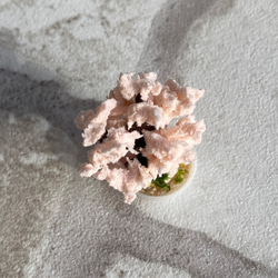 桜の木のミニチュア盆栽[鉢] 4枚目の画像