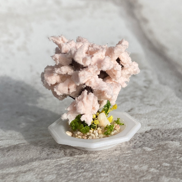 桜の木のミニチュア盆栽[皿] 2枚目の画像