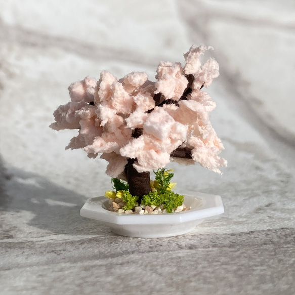桜の木のミニチュア盆栽[皿] 3枚目の画像