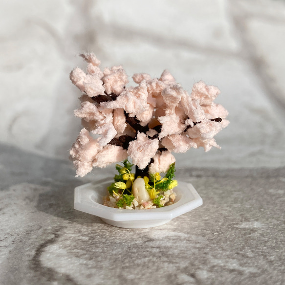 桜の木のミニチュア盆栽[皿] 1枚目の画像