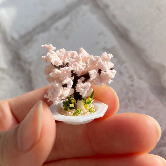 桜の木のミニチュア盆栽[皿] 6枚目の画像