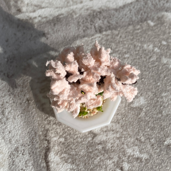 桜の木のミニチュア盆栽[皿] 5枚目の画像