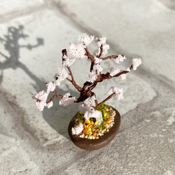 咲き始めた桜の木のミニチュア盆栽 5枚目の画像