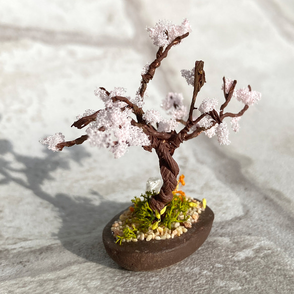 咲き始めた桜の木のミニチュア盆栽 3枚目の画像