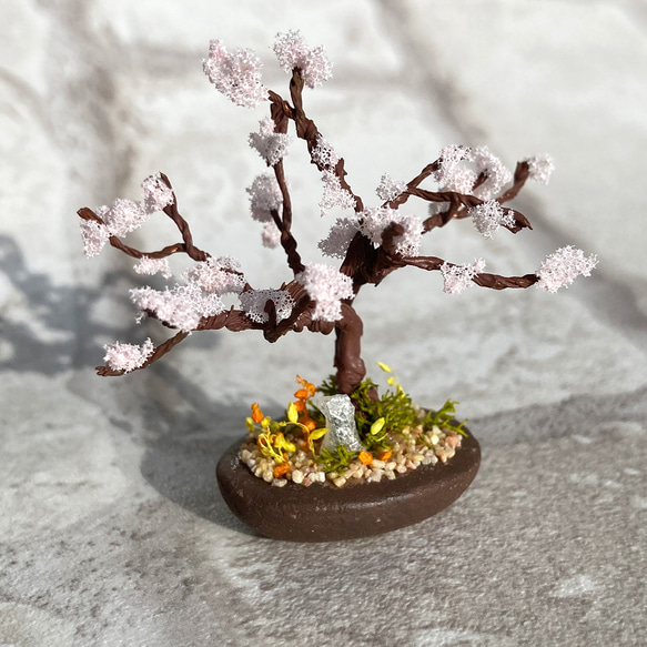 咲き始めた桜の木のミニチュア盆栽 1枚目の画像