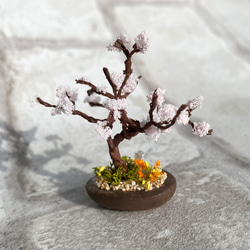 咲き始めた桜の木のミニチュア盆栽 2枚目の画像