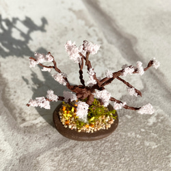 咲き始めた桜の木のミニチュア盆栽 4枚目の画像
