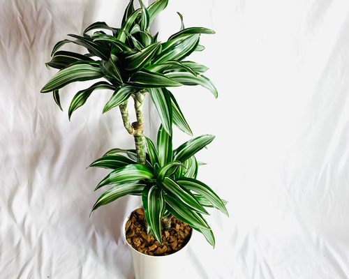 現品］【希少】3番 ドラセナ ホワイトバード 8号 観葉植物 室内