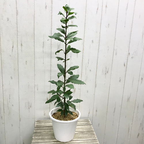 月桂樹 ローリエ 5号鉢 その他インテリア雑貨 PLANTS SHOP OLIVE 通販