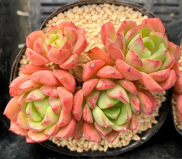 多肉植物　韓国苗　大量　200苗 乙女心をくすぐる美韓国多肉植物を200苗爆買い！魅力と販売店さん紹介