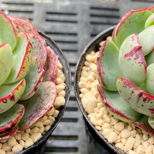 SALE】ベゴニア 韓国苗 多肉植物 多肉植物 プクニク 通販 15541324