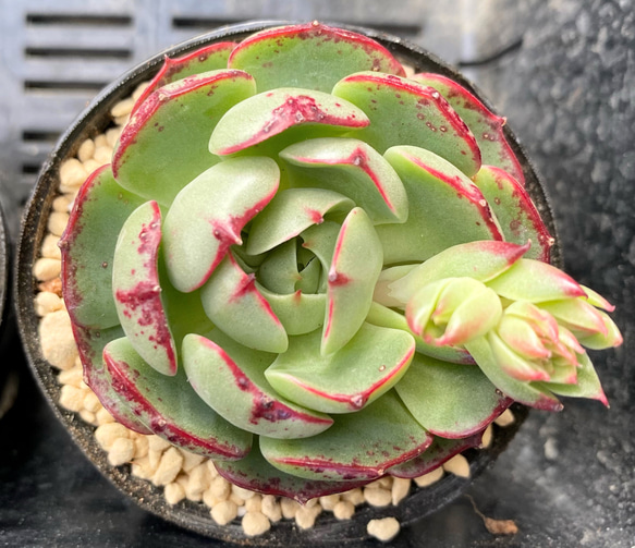 多肉植物 韓国苗の通販 by たにくちゃんs shop｜ラクマ