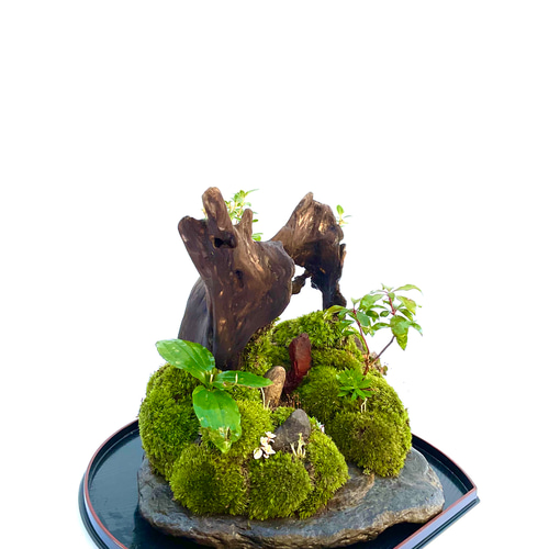 癒しの苔 苔盆栽 苔盆景 鷹が舞い上がる 盆栽 moss loulan(楼蘭