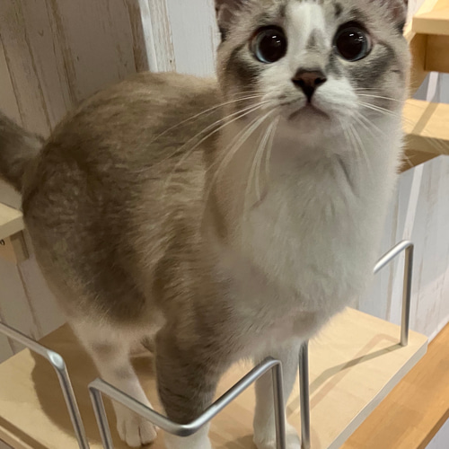 キャットウォーク手すり付きコーナー出隅 ハウス・小屋 masa 通販