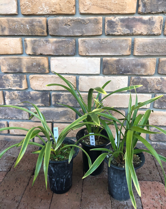 東洋蘭＊キンリョウヘン「若松」「日月」「常盤錦」 その他素材 Comu