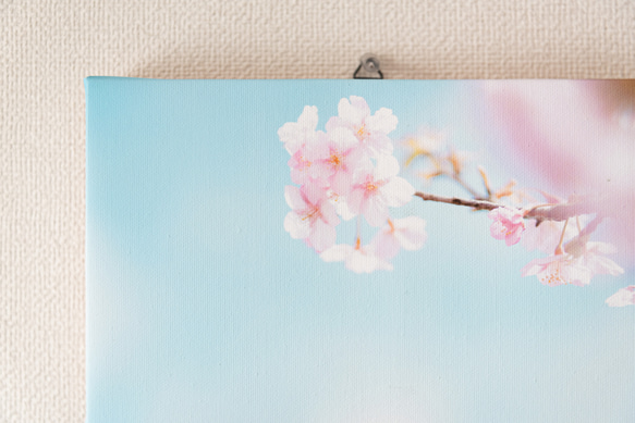 キャンバス風アートパネル　桜 春の風景　ファブリック調インテリア　写真のある暮らし 2枚目の画像