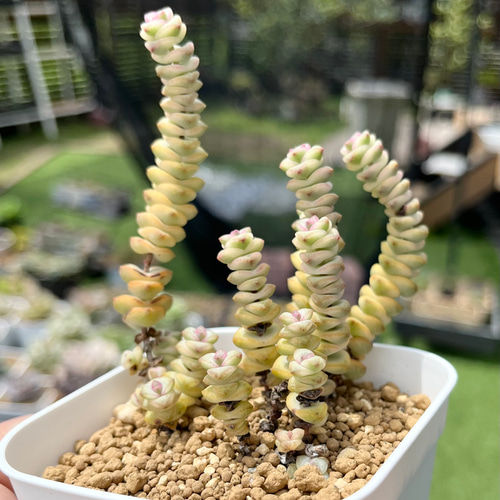 訳あり⚠️多肉植物 韓国苗 ファンタジー1カット(カットに付き根っこ