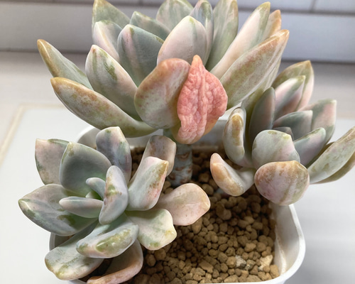 姫秋麗錦 H76-1 50苗 多肉植物 エケベリア レア種 韓国苗 サボテン