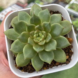 SOLD シャインブライト 厳選韓国苗 名前付き 多肉植物 〜Green〜多肉畑