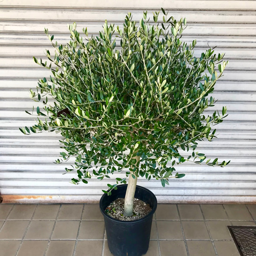 夏休暇前売り尽くし　オリーブ オリーブの木　ルッカ　souju ８号 140cm 夏休暇前売り尽くし オリーブ オリーブの木 ルッカ souju 8号