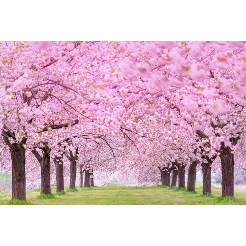 新入荷 桜並木 春 タペストリー 背景布 日本の四季 省エネ 省スペース