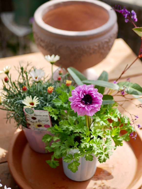 届いてすぐ自分で植えられる　春の寄せ植え　セット　Mサイズ アネモネシフォン ダブル　鉢　花苗　培養土　資材つき 3枚目の画像