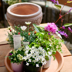 届いてすぐ自分で植えられる　春の寄せ植え　セット　Mサイズ アネモネシフォン ダブル　鉢　花苗　培養土　資材つき 1枚目の画像