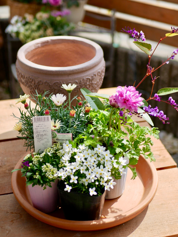 届いてすぐ自分で植えられる　春の寄せ植え　セット　Mサイズ アネモネシフォン ダブル　鉢　花苗　培養土　資材つき 1枚目の画像