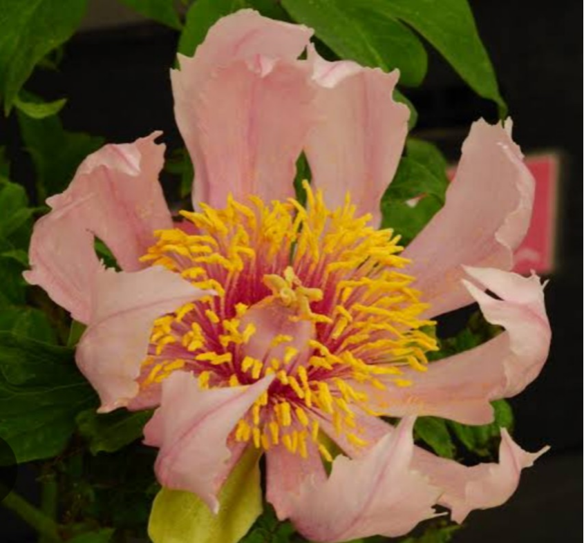 希少牡丹【胡蝶の舞】蕾の時からユニークな花姿  アプリコットかがった花色も素敵です        Ω