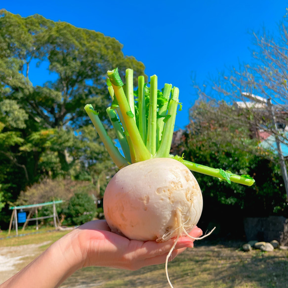 【10種類の乾燥野菜MIX】100g   ★簡単♪お手軽♪超便利★無添加 無着色 5枚目の画像