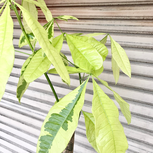 希少 朴仕立て 斑入り パキラ ムーンライト 10号 その他インテリア雑貨