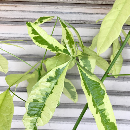 希少 朴仕立て 斑入り パキラ ムーンライト 10号 その他インテリア雑貨