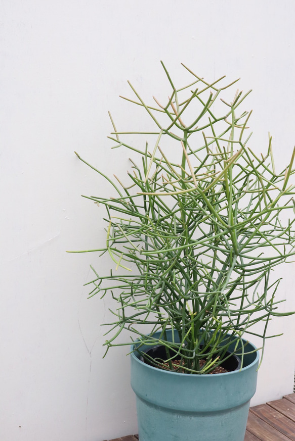 ミルクブッシュ 1 ファイバー鉢 お皿付き ミルクブッシュ☆選べる