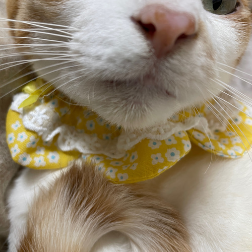 猫ちゃんザビエル首輪 ブルー＆イエローストライプ✖️フリル