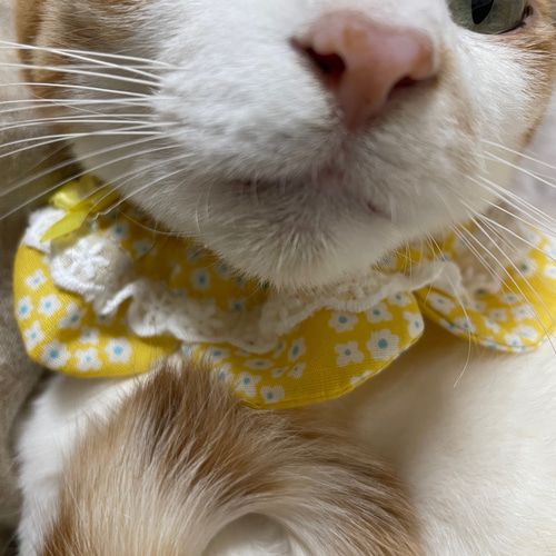 猫ちゃんザビエル首輪 ピンク&パープルストライプ✖️フリル 猫ちゃんザビエル首輪 ピンク&パープルストライプ✖️フリル