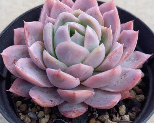 多肉植物　エケベリア　カリビアンブルー エケベリア カリビアンブルー Echeveria 'Caribbean Blue'｜多肉植物