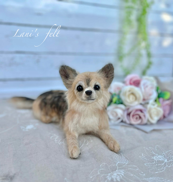 羊毛フェルト 伏せをするチワワ 羊毛フェルト 伏せをするチワワ 羊毛
