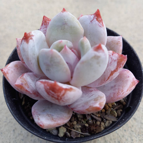 多肉植物 