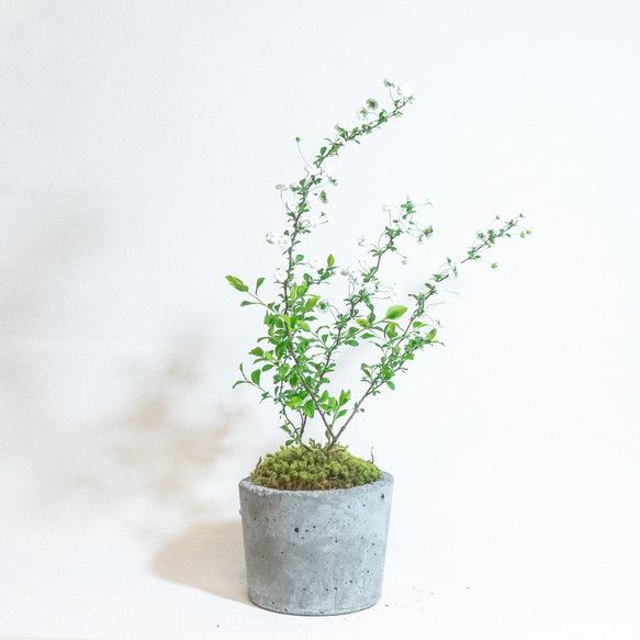 【ベランダで育てる観葉植物】シジミバナと苔の鉢植え／ざらっとした風合いの自作モルタル鉢／送料全国一律850円 3枚目の画像