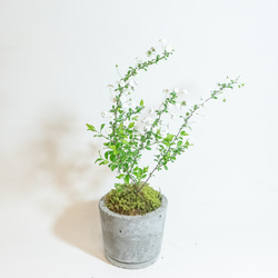 【ベランダで育てる観葉植物】シジミバナと苔の鉢植え／ざらっとした風合いの自作モルタル鉢／送料全国一律850円 1枚目の画像