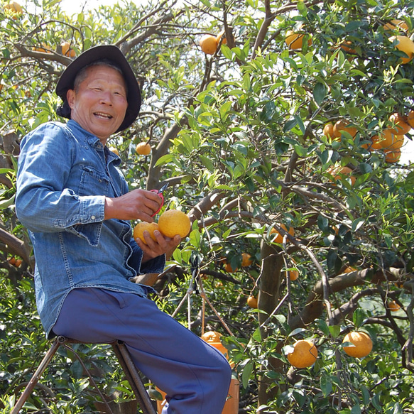 特別栽培・低農薬「甘夏みかん」５㎏　 3枚目の画像