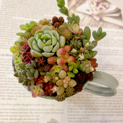 ★速達付き★♡そのまま飾れる♡ブリキ缶♬子猫ちゃんハロウィンの多肉植物寄せ植え♡ ☆送料無料☆♡そのまま飾れる♡ブリキ缶♬ハロウィンの多肉植物