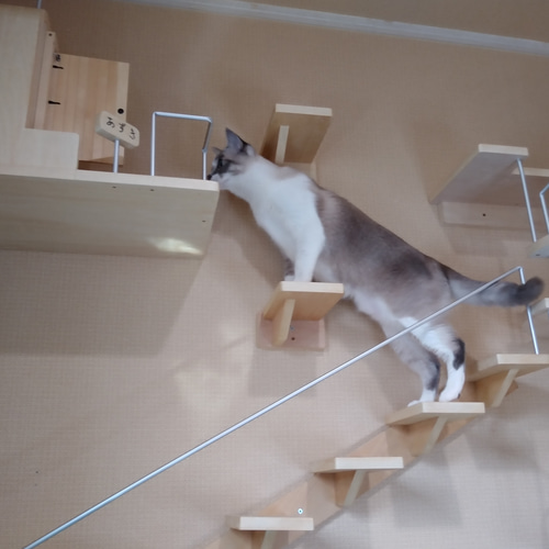 ありそうでなかった階段式キャットウォーク　大小セット ありそうでなかった階段式キャットウォーク 大小セット ありそう