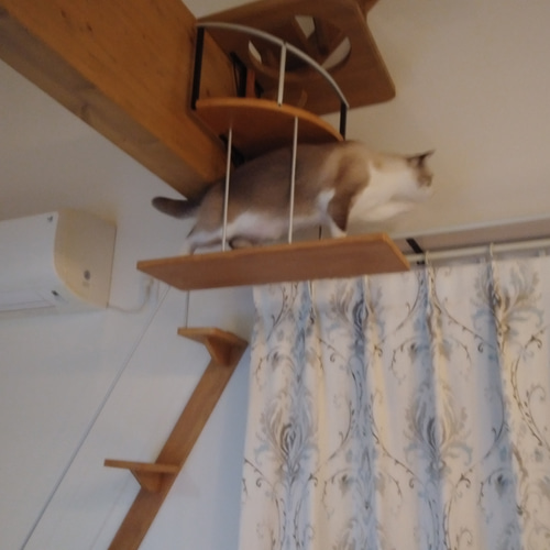 キャットウォーク、手すり付き階段、 ハウス・小屋 masa 通販
