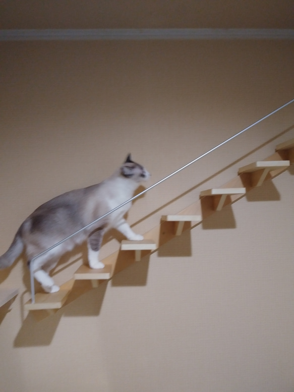 キャットウォーク、手すり付き階段、ねこちゃんもあんしん、軽量設計